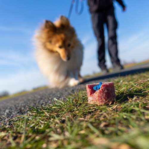 Hundeauslaufgebiet-Hundeschule CaniTales-Bild