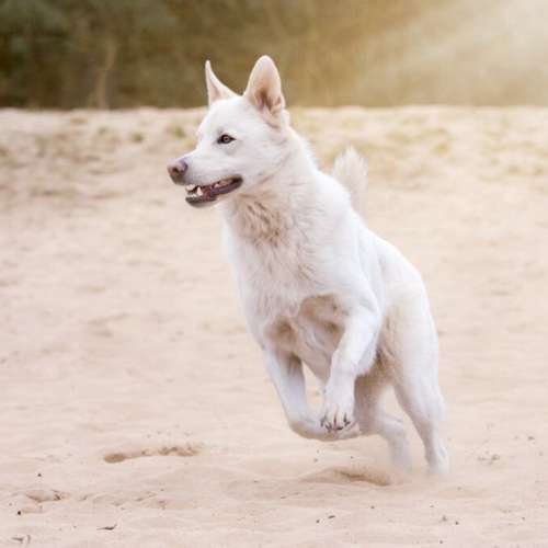 Hundeauslaufgebiet-Hundeschule CaniTales-Bild