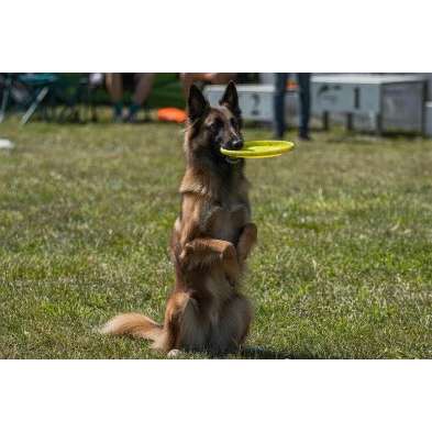 Hundeauslaufgebiet-Hundeschule CaniTales-Bild