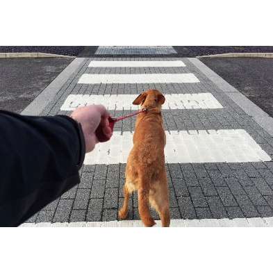 Hundeauslaufgebiet-Hundeschule CaniTales-Bild