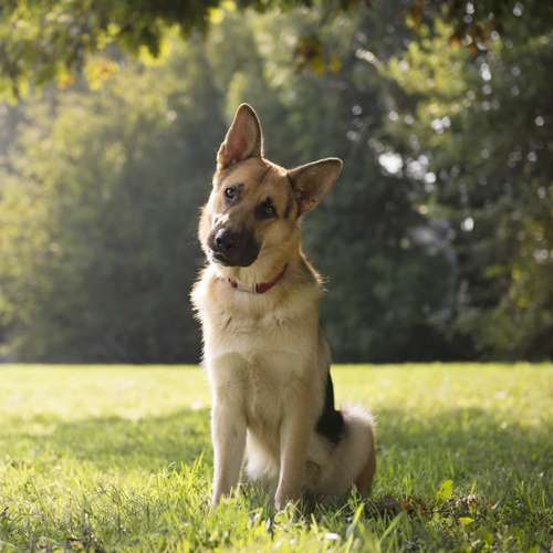 Hundeauslaufgebiet-Hundeschule CaniTales-Bild