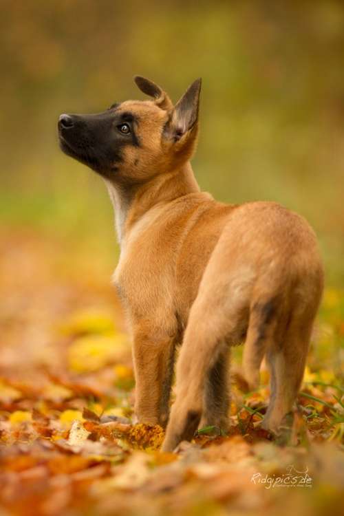 Hundeauslaufgebiet-Hundeschule CaniTales-Bild