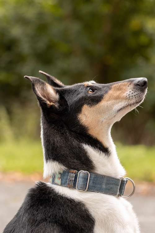 Hundeauslaufgebiet-Saskia Schreiber Fotografie-Bild