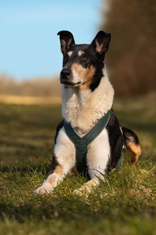 Hundeauslaufgebiet-Saskia Schreiber Fotografie-Bild