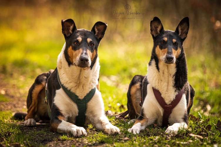 Hundeauslaufgebiet-Saskia Schreiber Fotografie-Bild