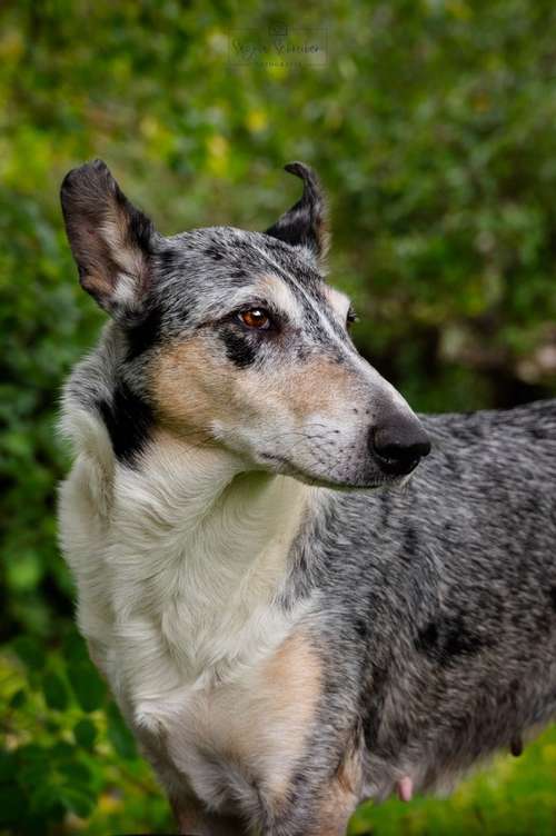 Hundeauslaufgebiet-Saskia Schreiber Fotografie-Bild