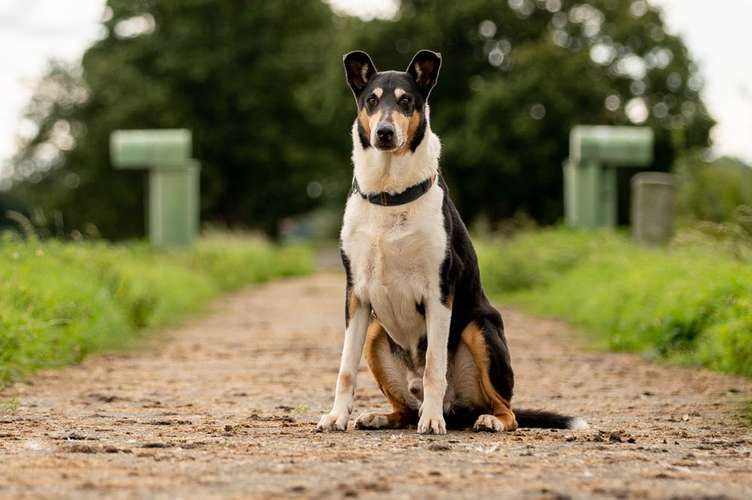 Hundeauslaufgebiet-Saskia Schreiber Fotografie-Bild