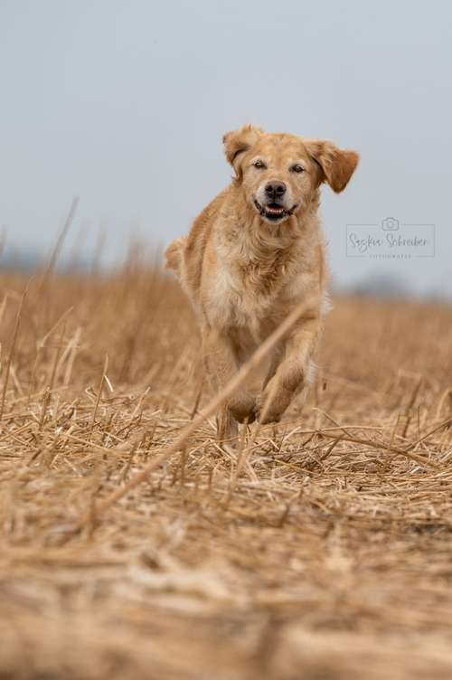 Hundeauslaufgebiet-Saskia Schreiber Fotografie-Bild