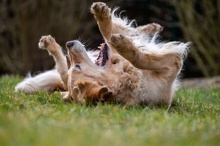 Hundeauslaufgebiet-Saskia Schreiber Fotografie-Bild