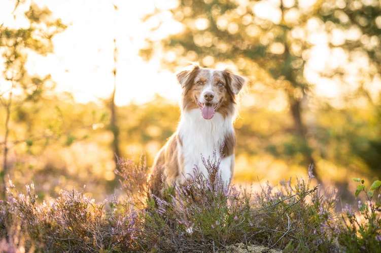 Hundeauslaufgebiet-Fotografie Anja Hagen-Bild
