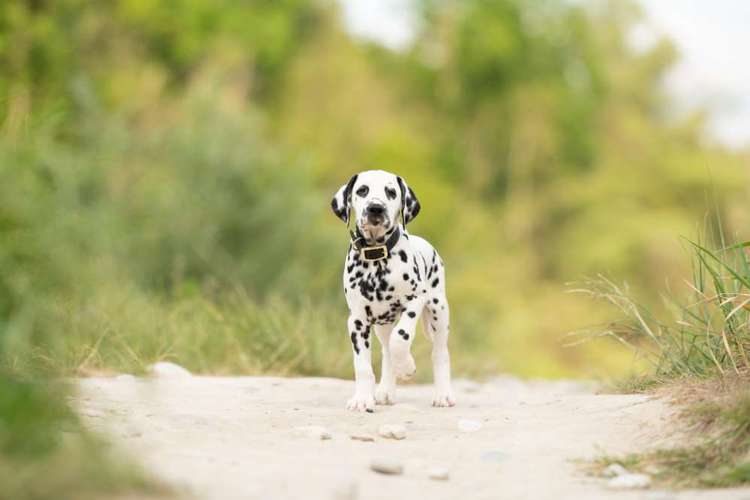Hundeauslaufgebiet-Fotografie Anja Hagen-Bild