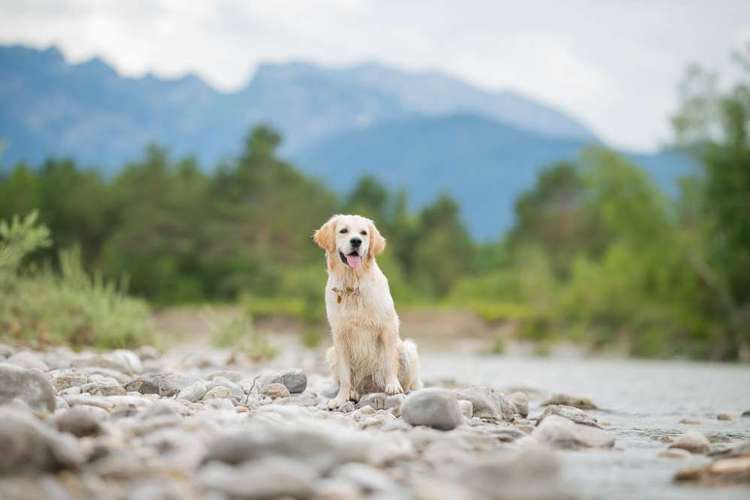 Hundeauslaufgebiet-Fotografie Anja Hagen-Bild