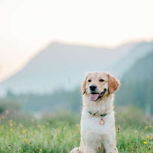 Hundeauslaufgebiet-Fotografie Anja Hagen-Bild