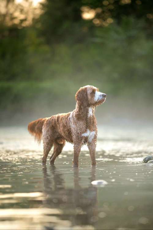 Hundeauslaufgebiet-Fotografie Anja Hagen-Bild
