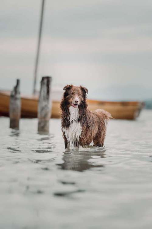 Hundeauslaufgebiet-Fotografie Anja Hagen-Bild