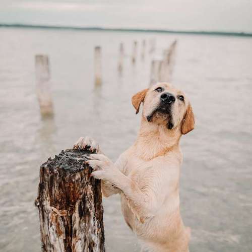 Hundeauslaufgebiet-Fotografie Anja Hagen-Bild