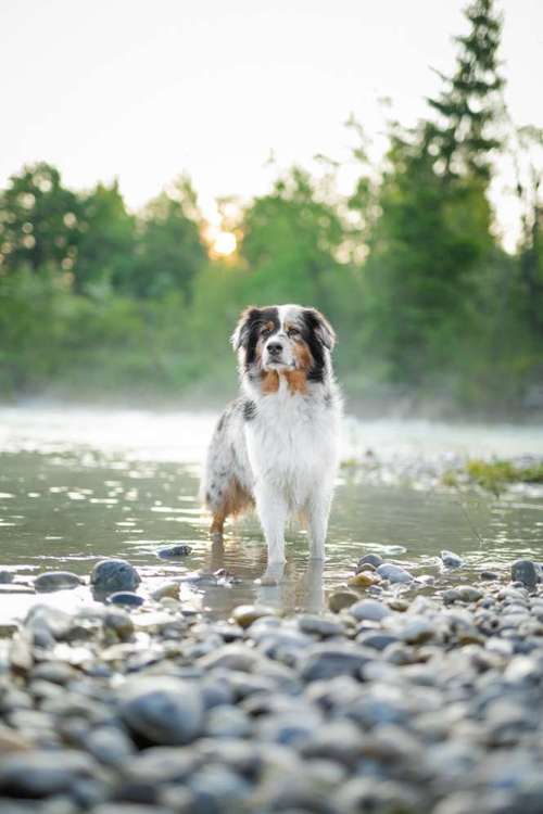 Hundeauslaufgebiet-Fotografie Anja Hagen-Bild