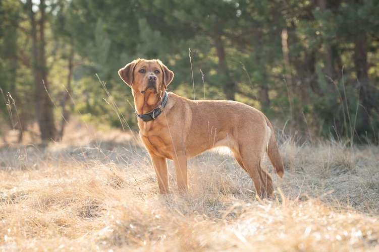 Hundeauslaufgebiet-Fotografie Anja Hagen-Bild