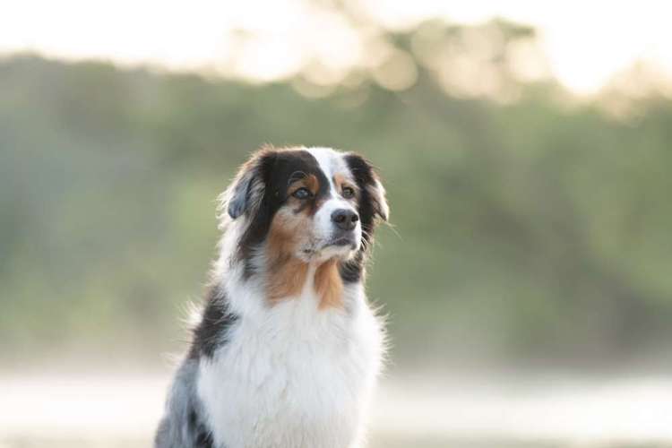 Hundeauslaufgebiet-Fotografie Anja Hagen-Bild