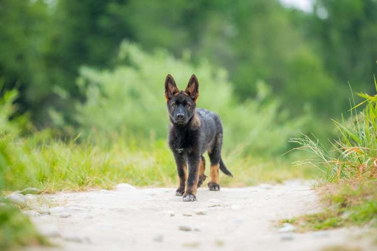 Hundeauslaufgebiet-Fotografie Anja Hagen-Bild