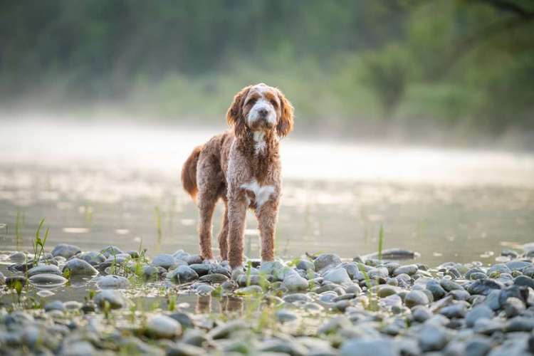 Hundeauslaufgebiet-Fotografie Anja Hagen-Bild