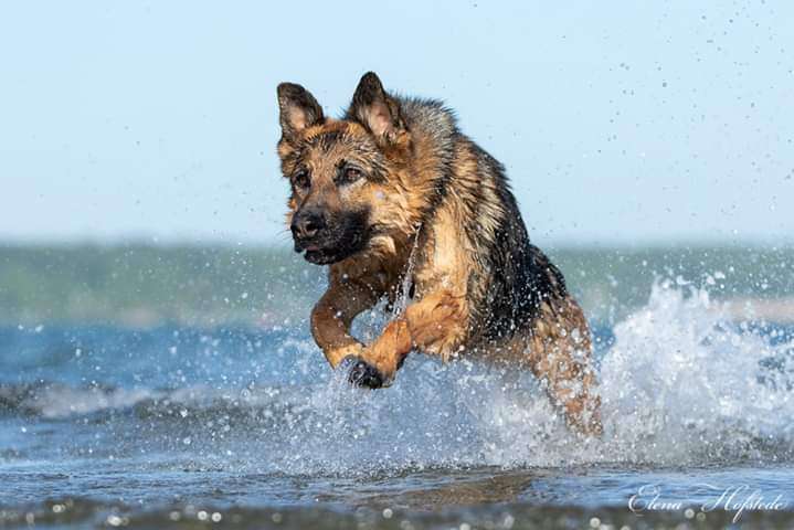 Hundeauslaufgebiet-Tierfotografie Elena Hofstede-Bild