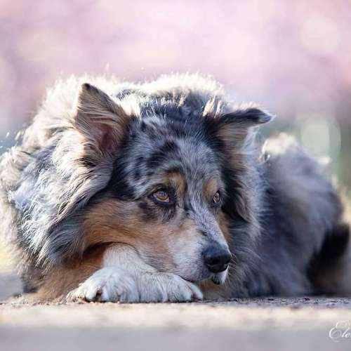 Hundeauslaufgebiet-Tierfotografie Elena Hofstede-Bild