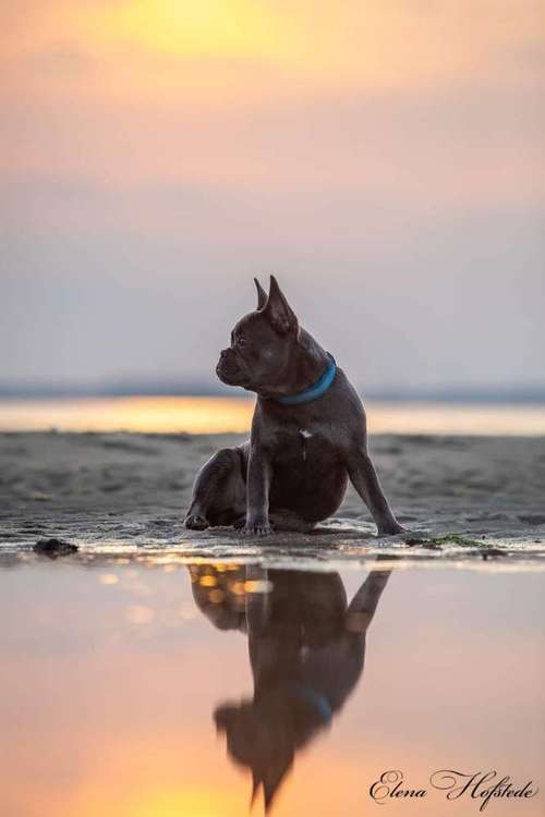 Hundeauslaufgebiet-Tierfotografie Elena Hofstede-Bild