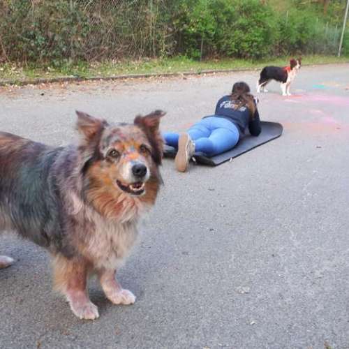 Hundeauslaufgebiet-Tierfotografie Elena Hofstede-Bild