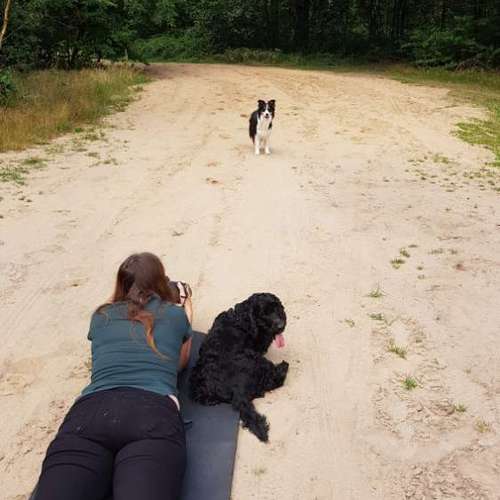 Hundeauslaufgebiet-Tierfotografie Elena Hofstede-Bild