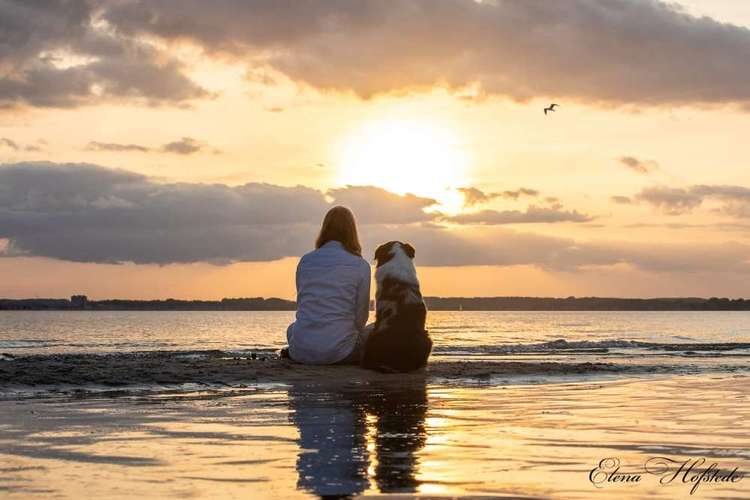 Hundeauslaufgebiet-Tierfotografie Elena Hofstede-Bild