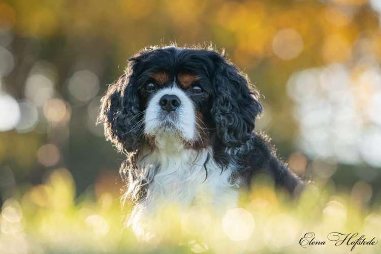 Hundeauslaufgebiet-Tierfotografie Elena Hofstede-Bild