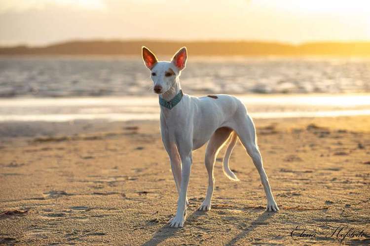 Hundeauslaufgebiet-Tierfotografie Elena Hofstede-Bild