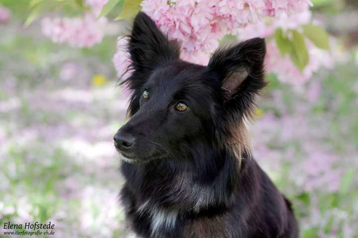 Hundeauslaufgebiet-Tierfotografie Elena Hofstede-Bild