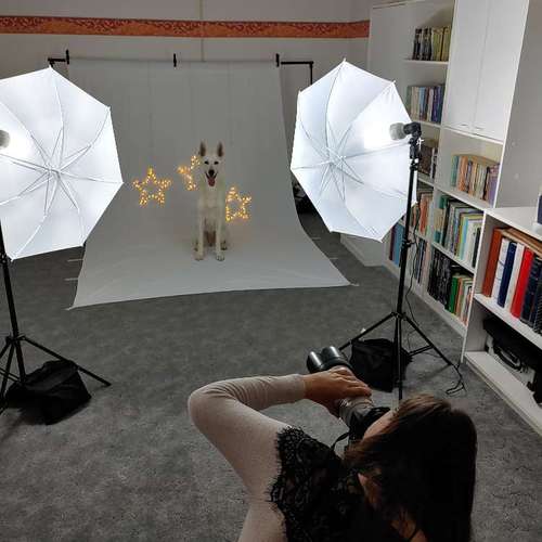 Hundeauslaufgebiet-Tierfotografie Elena Hofstede-Bild