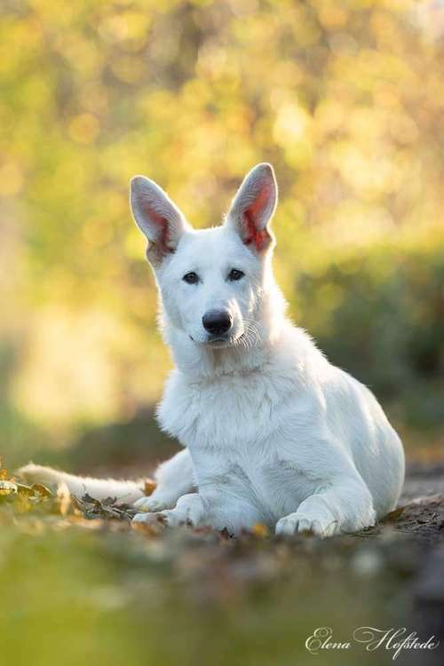 Hundeauslaufgebiet-Tierfotografie Elena Hofstede-Bild