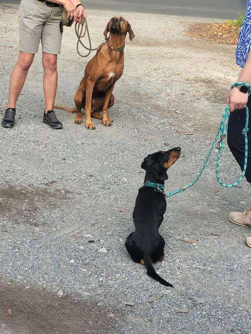 Hundeauslaufgebiet-JederHund-Bild