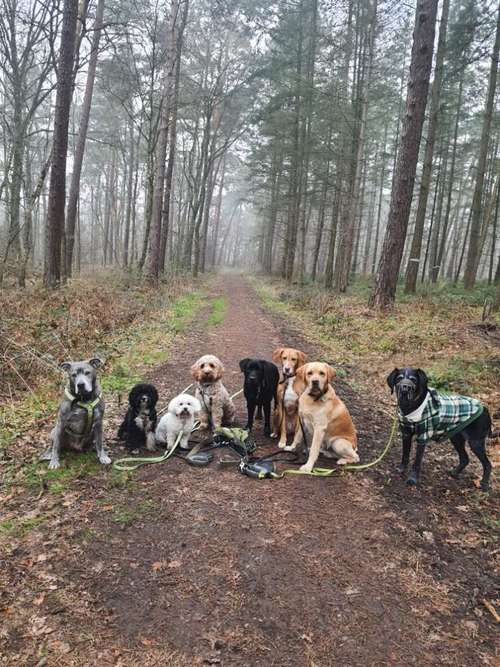 Hundeauslaufgebiet-JederHund-Bild