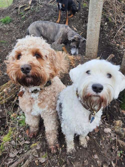 Hundeauslaufgebiet-JederHund-Bild