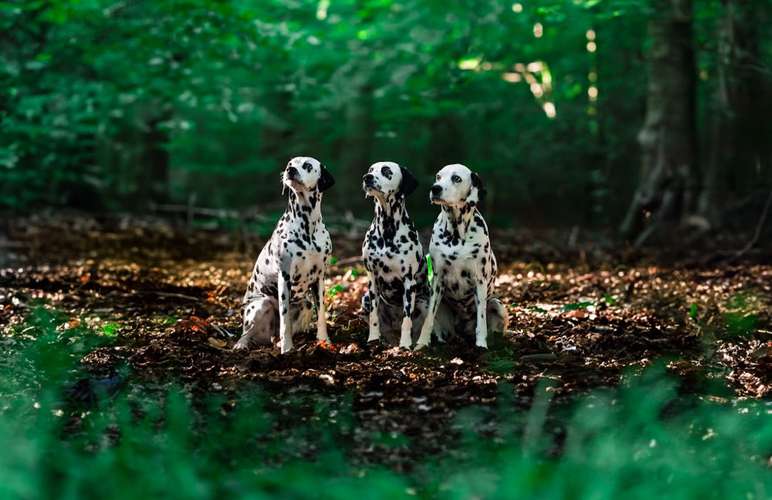 Hundeauslaufgebiet-Zuzanna Golec Photography-Bild