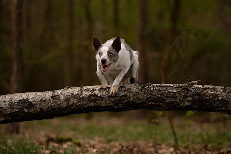 Hundeauslaufgebiet-Zuzanna Golec Photography-Bild