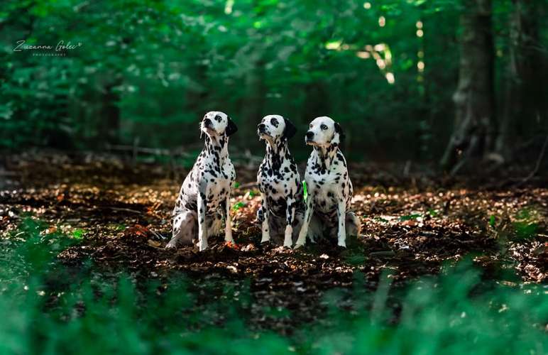 Hundeauslaufgebiet-Zuzanna Golec Photography-Bild