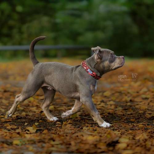 Hundeauslaufgebiet-Zuzanna Golec Photography-Bild