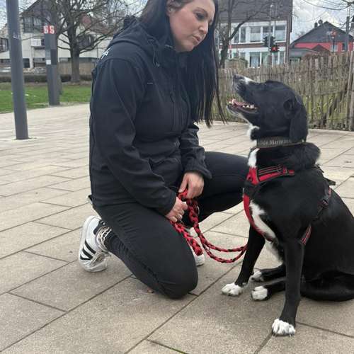 Hundeauslaufgebiet-Frau Hundetrainerin-Bild