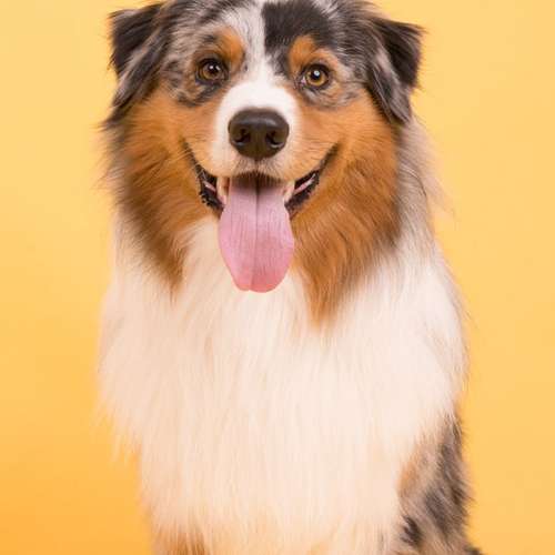 Hundeauslaufgebiet-fell.buddies-Bild