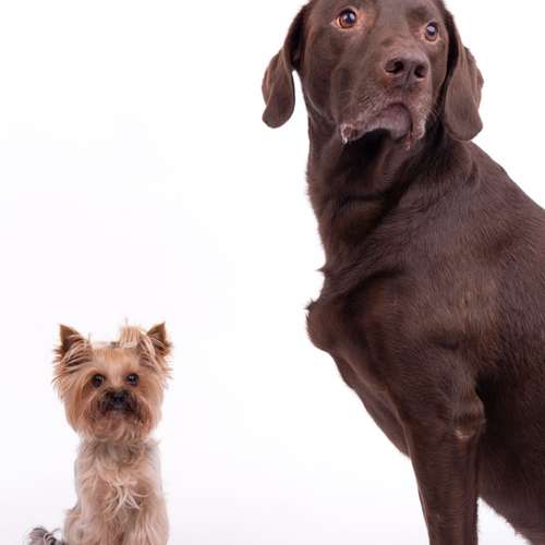 Hundeauslaufgebiet-fell.buddies-Bild