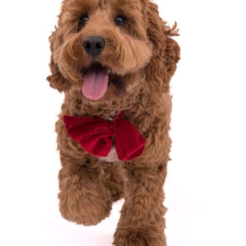 Hundeauslaufgebiet-fell.buddies-Bild