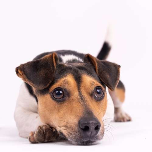 Hundeauslaufgebiet-fell.buddies-Bild