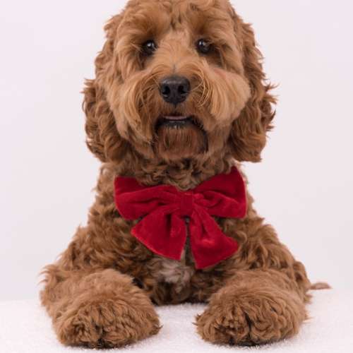 Hundeauslaufgebiet-fell.buddies-Bild