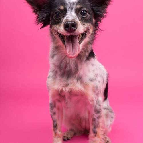 Hundeauslaufgebiet-fell.buddies-Bild